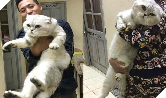 Chú mèo khổng lồ dài 1m ở Hà Nội khiến cư dân mạng thích thú