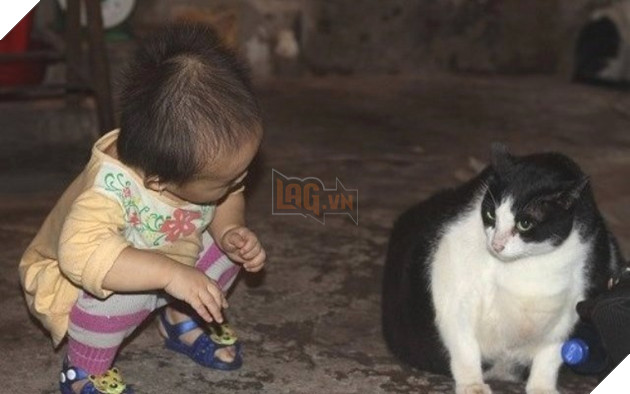 Với cân nặng 20kg, chú mèo này có thể được xem là một trong những con mèo nặng nhất thế giới hiện nay. Cơ thể mèo tương đương với cháu bé 3 tuổi. mèo khổng lồ