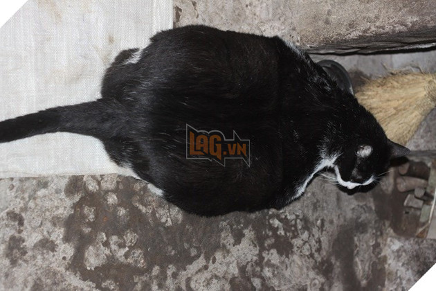 meo nang nhat the gioi mèo khổng lồ