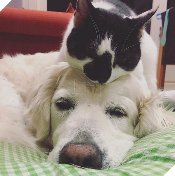Đôi bạn chó mèo thân là nhất, và ảnh này sẽ cho bạn thấy được tình bạn đáng yêu này thông qua hình ảnh đáng yêu và hài hước của hai chú vật. Cùng nhấn vào ảnh và tìm hiểu thêm về nó nhé.