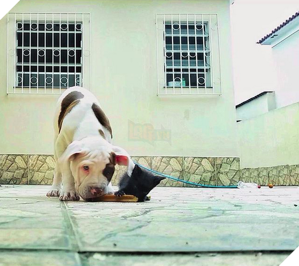 14 đôi bạn chó mèo tưởng không thân mà thân không tưởng - Ảnh 23. 14 đôi bạn chó mèo tưởng không thân mà thân không tưởng - Ảnh 23.