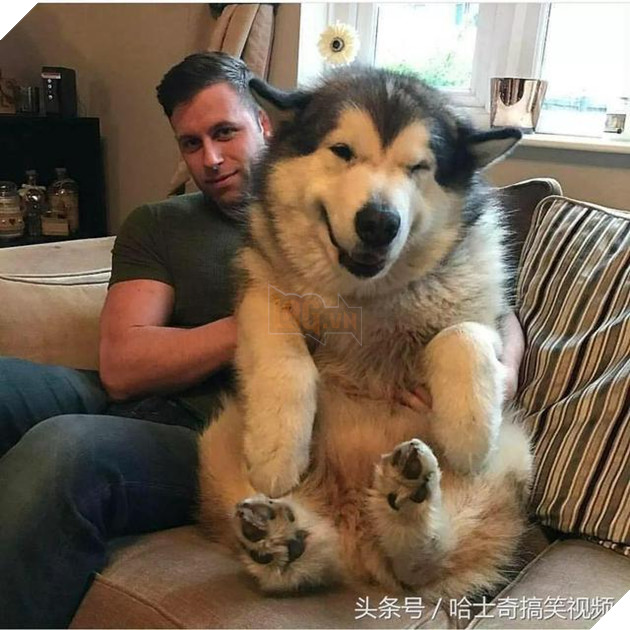 Nhiều người tưởng ôm chú chó khổng lồ sẽ rất vui, nhưng ‘sai bét’, bởi thực tế đầy… cay đắng