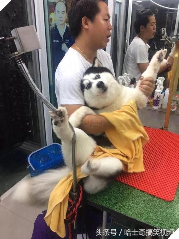 Nhiều người tưởng ôm chú chó khổng lồ sẽ rất vui, nhưng ‘sai bét’, bởi thực tế đầy… cay đắng 2