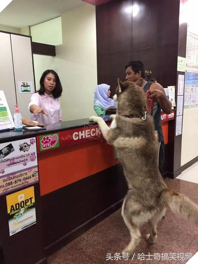 Nhiều người tưởng ôm chú chó khổng lồ sẽ rất vui, nhưng ‘sai bét’, bởi thực tế đầy… cay đắng 3