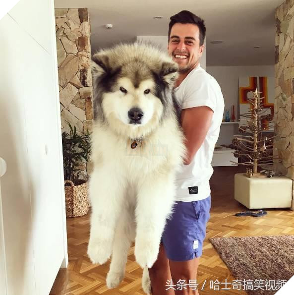 Nhiều người tưởng ôm chú chó khổng lồ sẽ rất vui, nhưng ‘sai bét’, bởi thực tế đầy… cay đắng 5