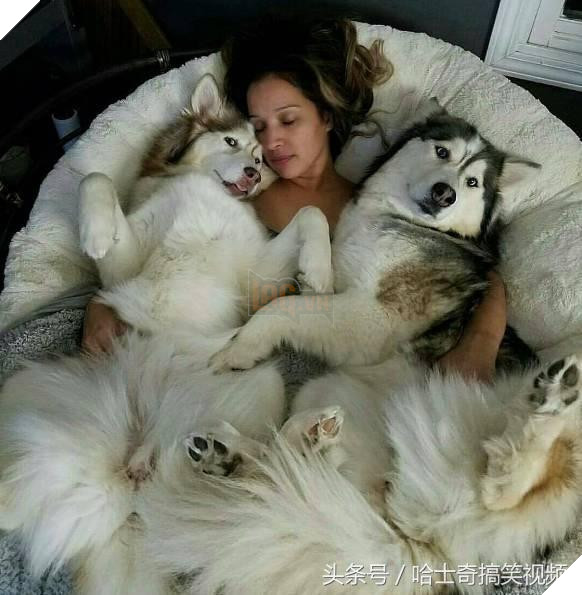 Nhiều người tưởng ôm chú chó khổng lồ sẽ rất vui, nhưng ‘sai bét’, bởi thực tế đầy… cay đắng 6