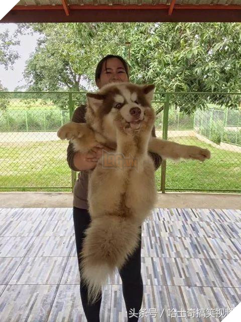 Nhiều người tưởng ôm chú chó khổng lồ sẽ rất vui, nhưng ‘sai bét’, bởi thực tế đầy… cay đắng 8