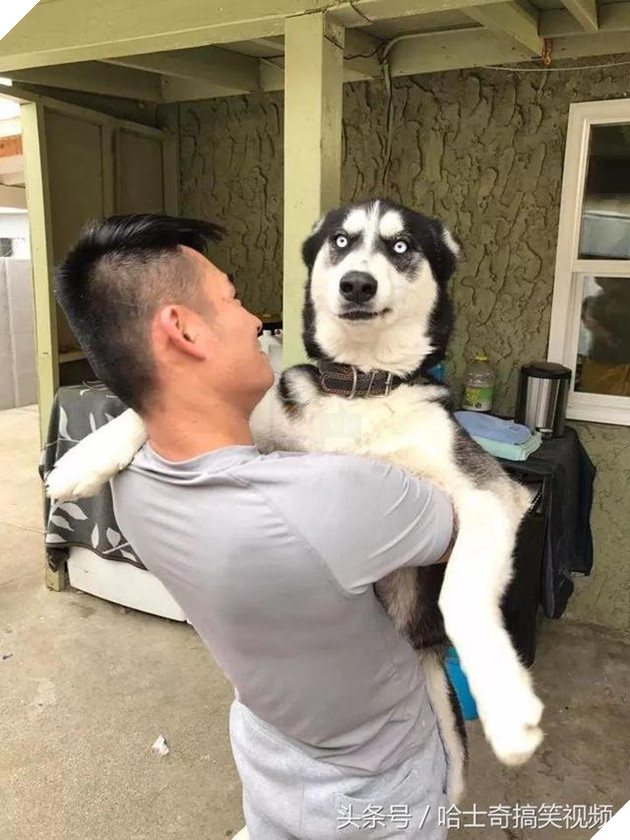 Nhiều người tưởng ôm chú chó khổng lồ sẽ rất vui, nhưng ‘sai bét’, bởi thực tế đầy… cay đắng 4