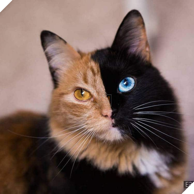 Gặp gỡ bé mèo mặt hai màu khiến cả Instagram điên đảo - Ảnh 7.