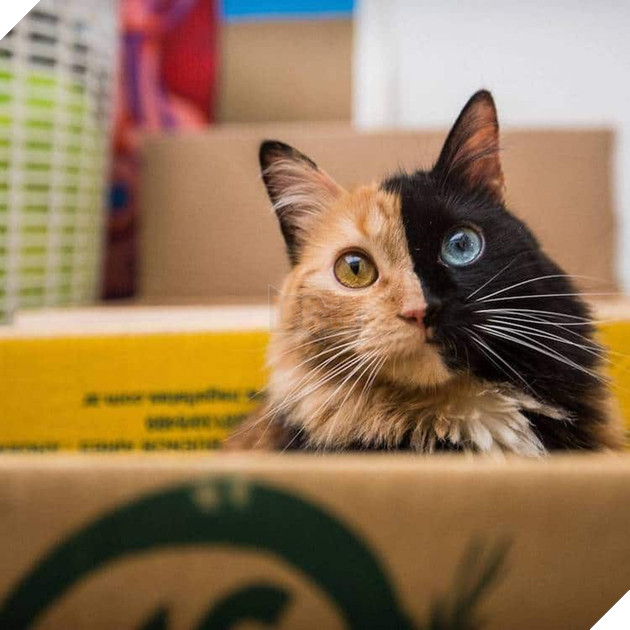 Gặp gỡ bé mèo mặt hai màu khiến cả Instagram điên đảo - Ảnh 9.