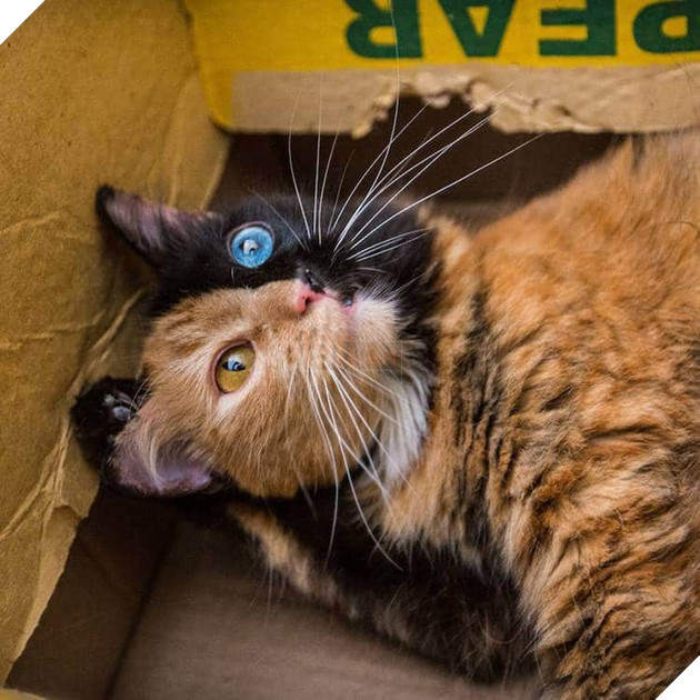 Gặp gỡ bé mèo mặt hai màu khiến cả Instagram điên đảo - Ảnh 1.