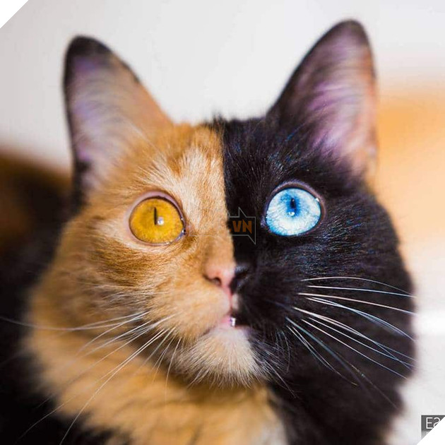 Gặp gỡ bé mèo mặt hai màu khiến cả Instagram điên đảo - Ảnh 11.