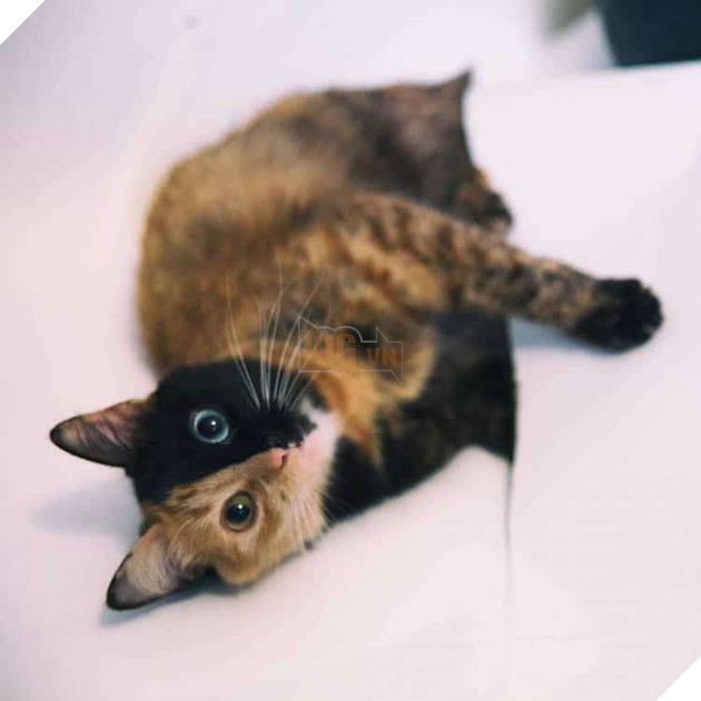 Gặp gỡ bé mèo mặt hai màu khiến cả Instagram điên đảo - Ảnh 17.