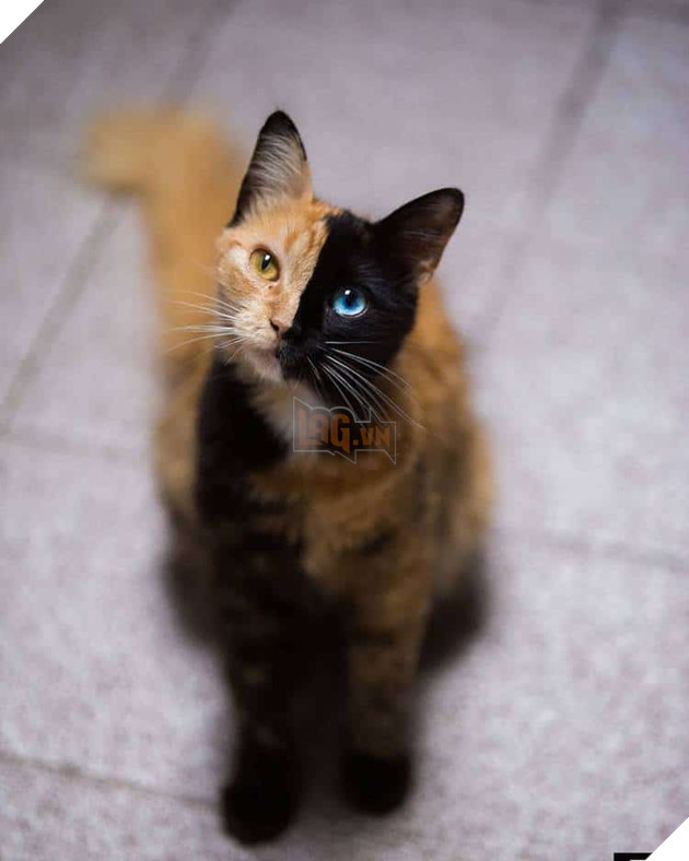 Gặp gỡ bé mèo mặt hai màu khiến cả Instagram điên đảo - Ảnh 13.