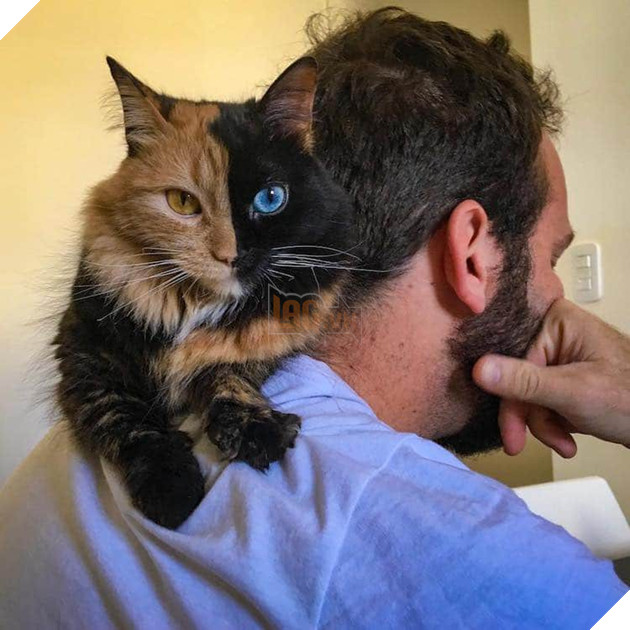 Gặp gỡ bé mèo mặt hai màu khiến cả Instagram điên đảo - Ảnh 6.