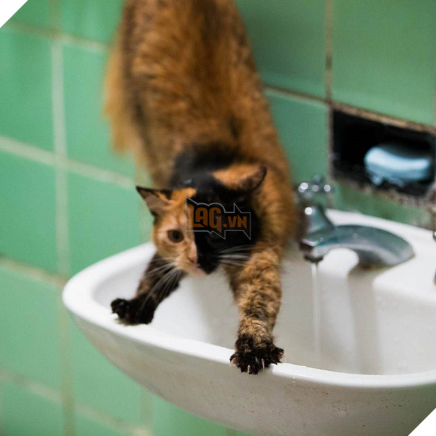 Gặp gỡ bé mèo mặt hai màu khiến cả Instagram điên đảo - Ảnh 15.