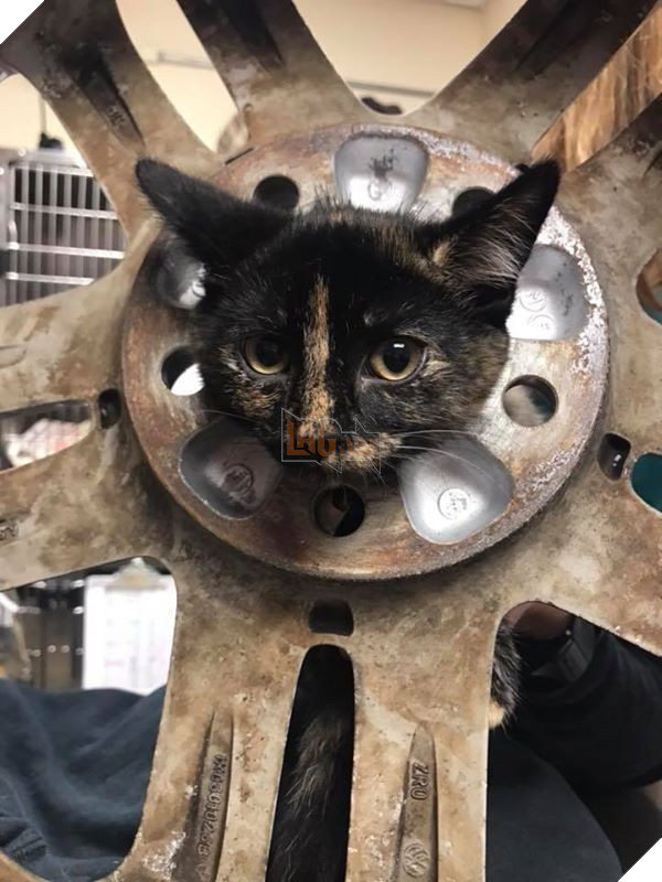 Hi hữu: Mèo con được đưa đi cấp cứu vì chui đầu vào bánh xe - Ảnh 1.