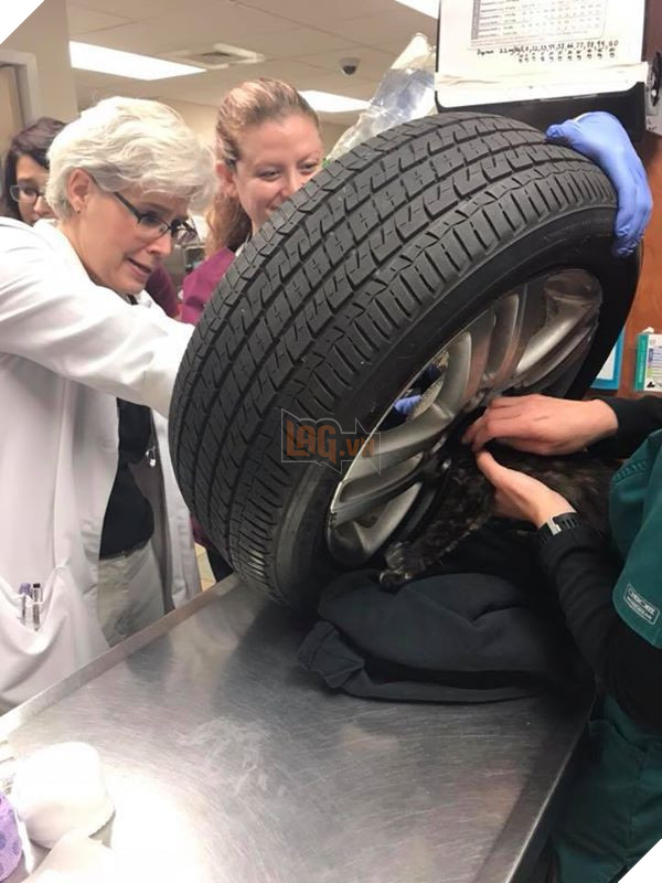 Hi hữu: Mèo con được đưa đi cấp cứu vì chui đầu vào bánh xe - Ảnh 2.