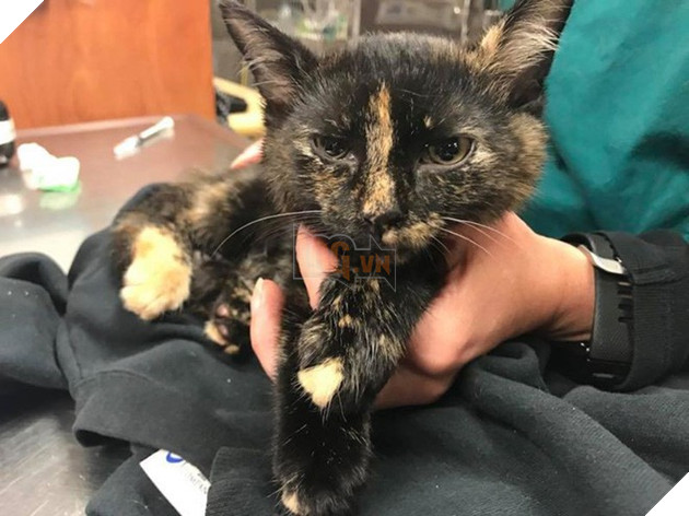 Hi hữu: Mèo con được đưa đi cấp cứu vì chui đầu vào bánh xe - Ảnh 3.