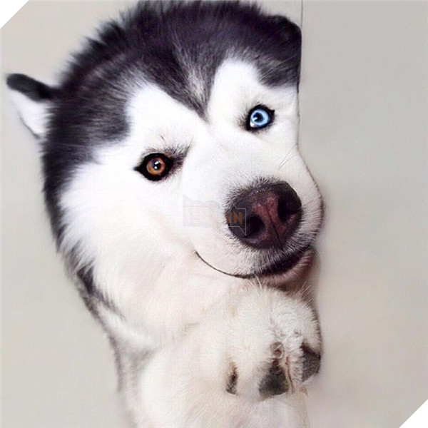 husky