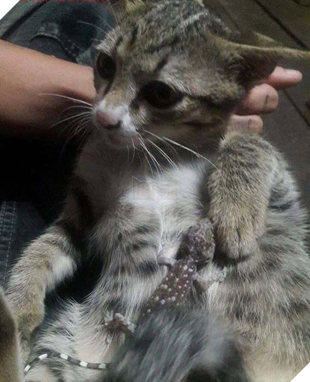 mèo con
