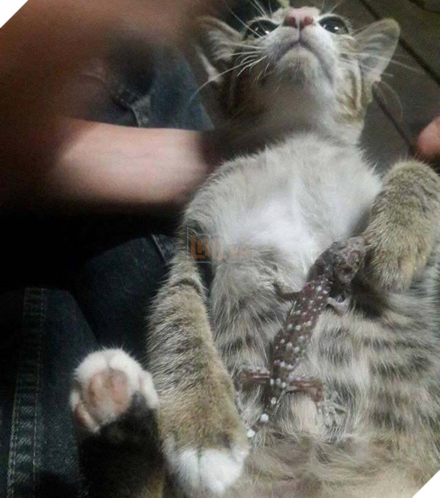 mèo con
