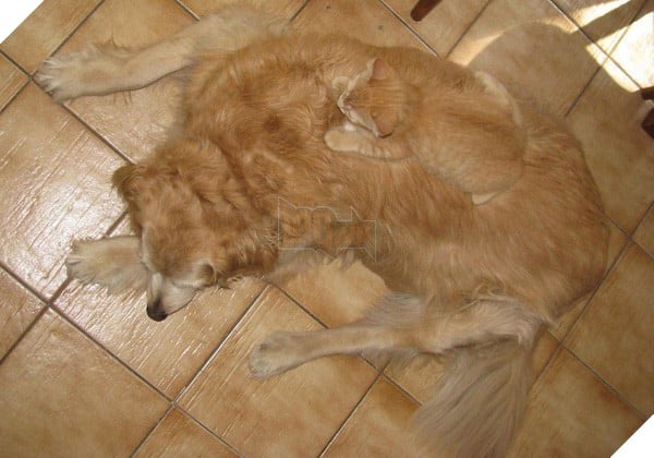 16 em pet ngụy trang còn giỏi hơn cả động vật hoang dã - Ảnh 23. 16 em pet ngụy trang còn giỏi hơn cả động vật hoang dã - Ảnh 23.
