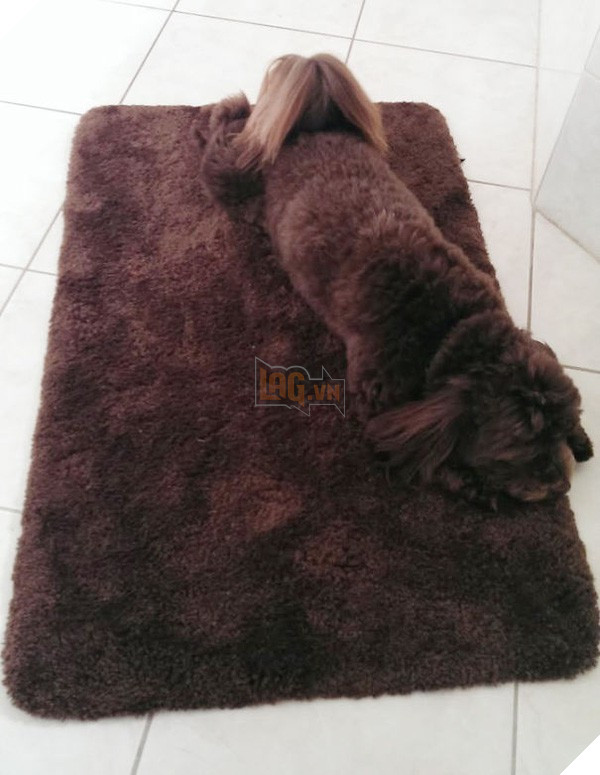 16 em pet ngụy trang còn giỏi hơn cả động vật hoang dã - Ảnh 27. 16 em pet ngụy trang còn giỏi hơn cả động vật hoang dã - Ảnh 27.