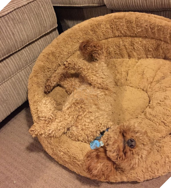 16 em pet ngụy trang còn giỏi hơn cả động vật hoang dã - Ảnh 5. 16 em pet ngụy trang còn giỏi hơn cả động vật hoang dã - Ảnh 5.