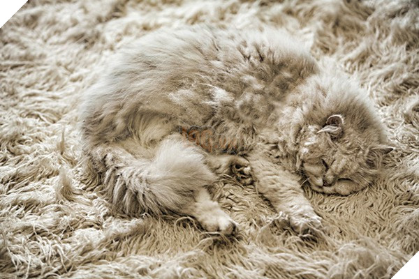 16 em pet ngụy trang còn giỏi hơn cả động vật hoang dã - Ảnh 11. 16 em pet ngụy trang còn giỏi hơn cả động vật hoang dã - Ảnh 11.
