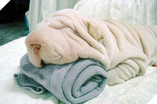 16 em pet ngụy trang còn giỏi hơn cả động vật hoang dã - Ảnh 17. 16 em pet ngụy trang còn giỏi hơn cả động vật hoang dã - Ảnh 17.