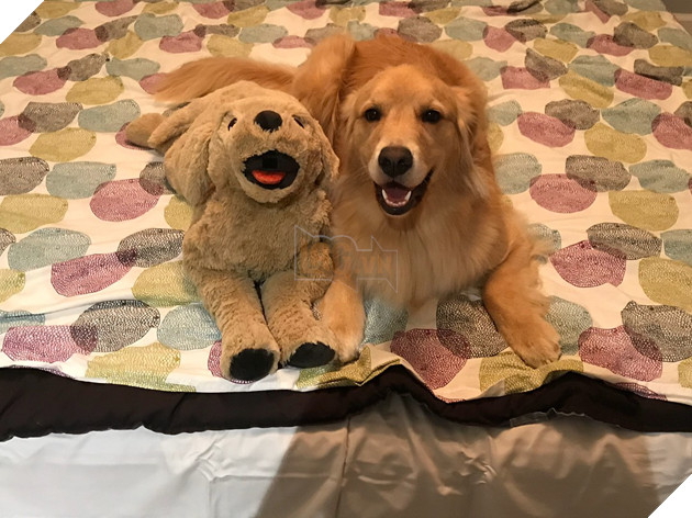 Ai bảo chó không biết ghen? Ghen mạnh là đằng khác! - Ảnh 4.