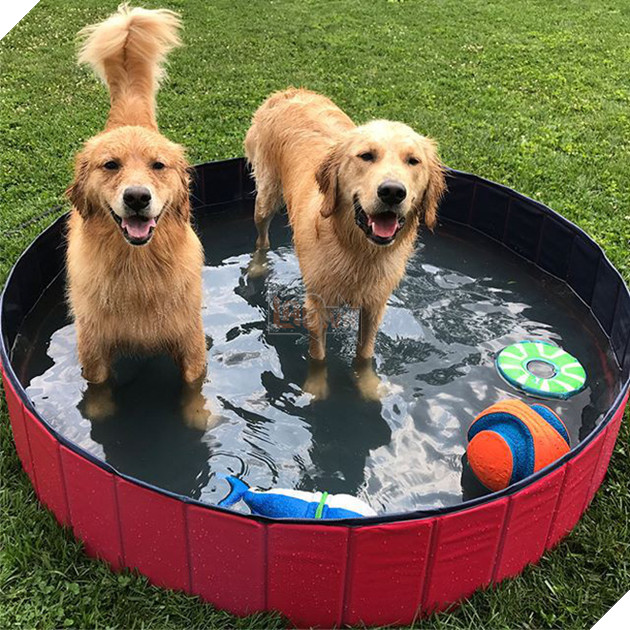 Ai bảo ch&#243; kh&#244;ng biết ghen? Ghen mạnh l&#224; đằng kh&#225;c! - Ảnh 3.