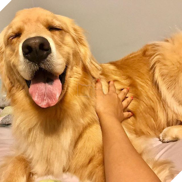 Ai bảo ch&#243; kh&#244;ng biết ghen? Ghen mạnh l&#224; đằng kh&#225;c! - Ảnh 1.