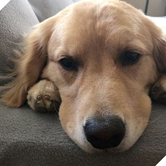 Ai bảo ch&#243; kh&#244;ng biết ghen? Ghen mạnh l&#224; đằng kh&#225;c! - Ảnh 1.