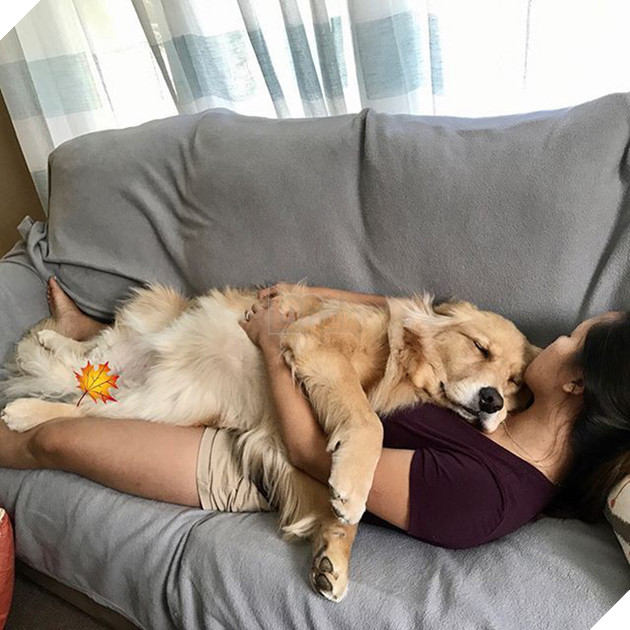 Ai bảo ch&#243; kh&#244;ng biết ghen? Ghen mạnh l&#224; đằng kh&#225;c! - Ảnh 1.