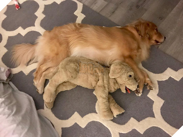 Ai bảo ch&#243; kh&#244;ng biết ghen? Ghen mạnh l&#224; đằng kh&#225;c! - Ảnh 5.