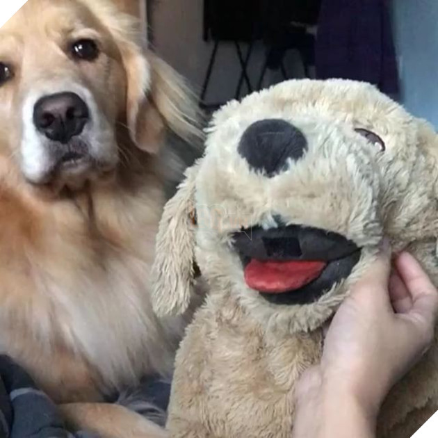 Ai bảo chó không biết ghen? Ghen mạnh là đằng khác! - Ảnh 6.