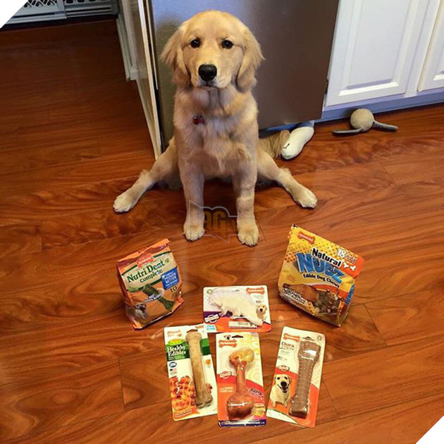 Ai bảo ch&#243; kh&#244;ng biết ghen? Ghen mạnh l&#224; đằng kh&#225;c! - Ảnh 1.