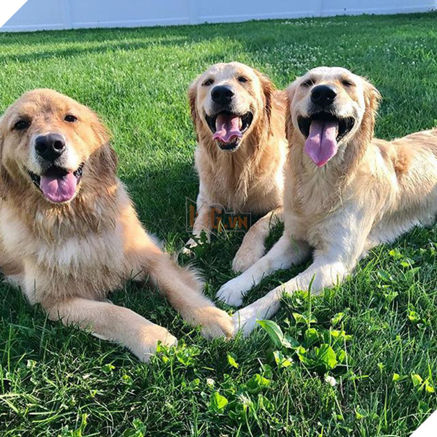 Ai bảo ch&#243; kh&#244;ng biết ghen? Ghen mạnh l&#224; đằng kh&#225;c! - Ảnh 3.