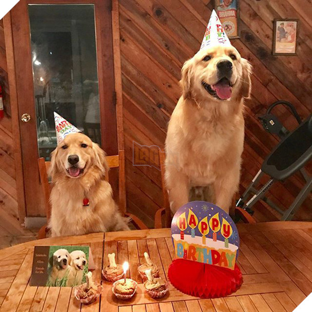 Ai bảo ch&#243; kh&#244;ng biết ghen? Ghen mạnh l&#224; đằng kh&#225;c! - Ảnh 3.