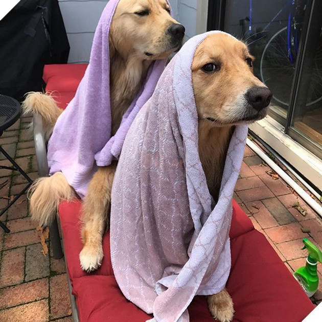 Ai bảo ch&#243; kh&#244;ng biết ghen? Ghen mạnh l&#224; đằng kh&#225;c! - Ảnh 3.