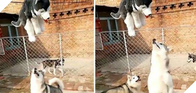 2 chú chó Husky ngố lập ‘đội giải cứu’ người bạn mắc kẹt trên dây, dân mạng xem xong cười nghiêng ngả