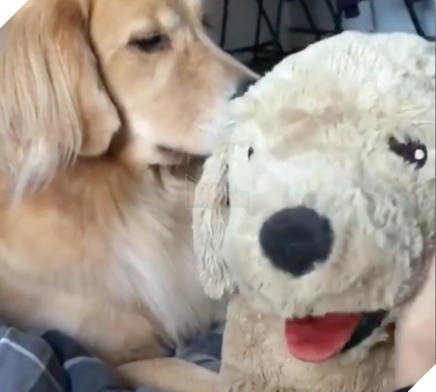 Ai bảo chó không biết ghen? Ghen mạnh là đằng khác! - Ảnh 7.