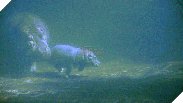 Qua rồi cái thời của chó, mèo, thỏ và hamster: Hà mã giờ mới là chuẩn mực của sự dễ thương! - Ảnh 6.