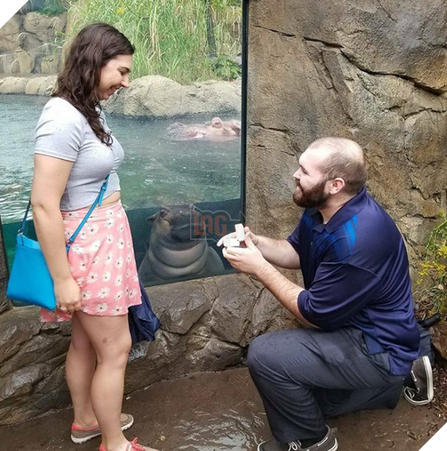 Qua rồi cái thời của chó, mèo, thỏ và hamster: Hà mã giờ mới là chuẩn mực của sự dễ thương! - Ảnh 4.