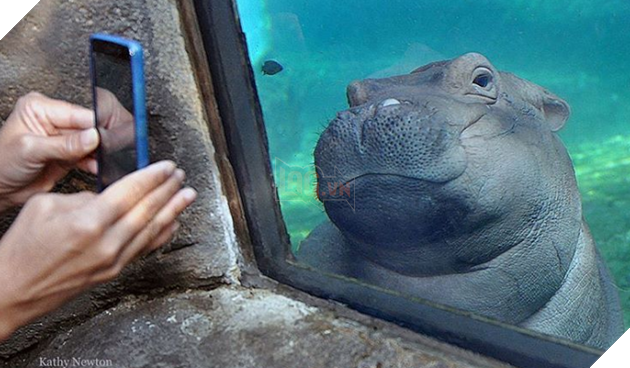 Qua rồi cái thời của chó, mèo, thỏ và hamster: Hà mã giờ mới là chuẩn mực của sự dễ thương! - Ảnh 5.