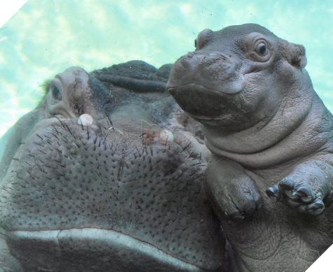 Qua rồi cái thời của chó, mèo, thỏ và hamster: Hà mã giờ mới là chuẩn mực của sự dễ thương! - Ảnh 7.