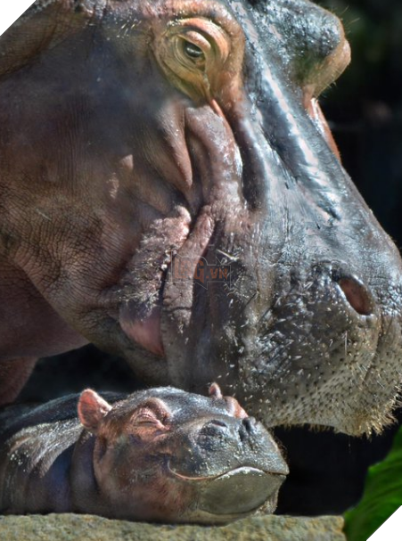 Qua rồi cái thời của chó, mèo, thỏ và hamster: Hà mã giờ mới là chuẩn mực của sự dễ thương! - Ảnh 8.