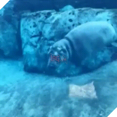 Qua rồi cái thời của chó, mèo, thỏ và hamster: Hà mã giờ mới là chuẩn mực của sự dễ thương! - Ảnh 3.